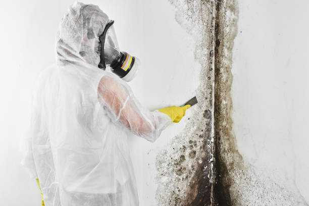 Attic Mold Removal in Oak Island, NC