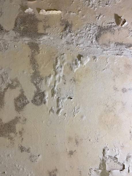 Best Toxic Mold Removal  in Oak Island, NC